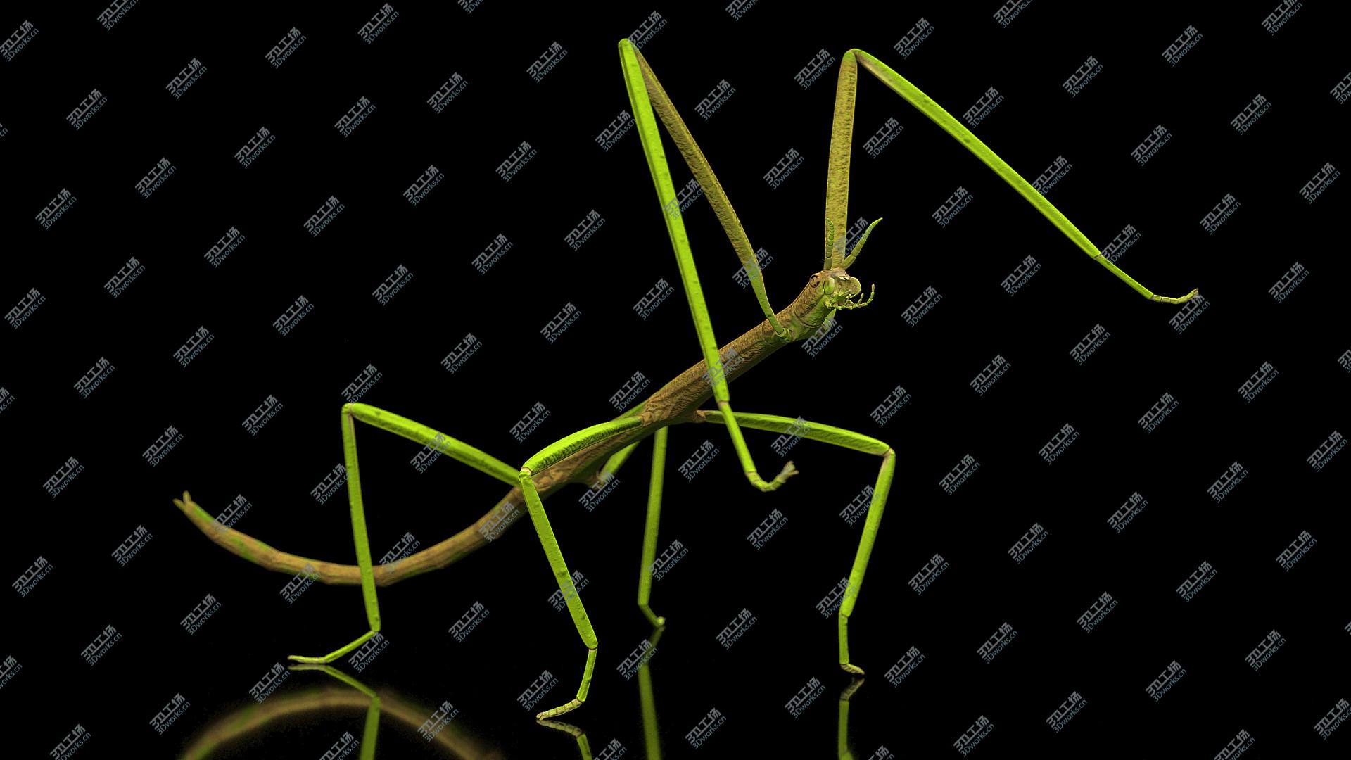 images/goods_img/202105071/Phasmatodea Stick Insect Rigged model/2.jpg